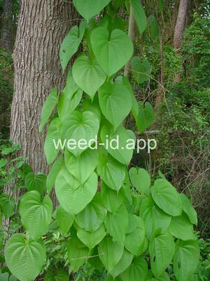 Dioscorea bulbifera