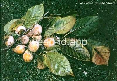 persimmon, common