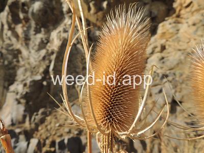 teasel, fullers