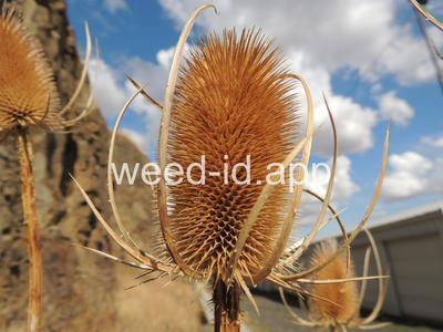 teasel, fullers
