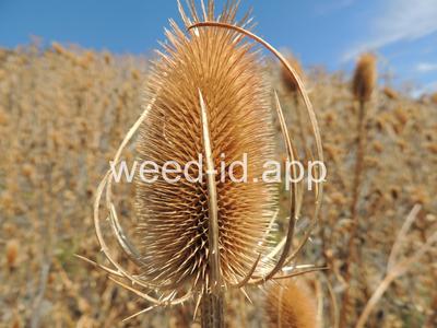 teasel, fullers