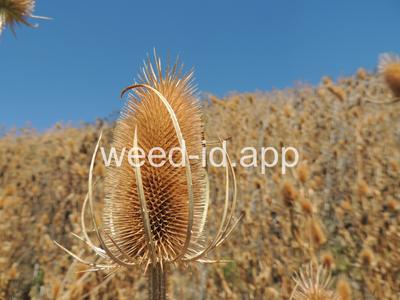 teasel, fullers