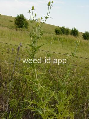 teasel, cutleaf