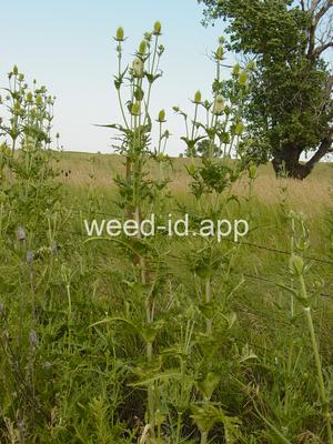 teasel, cutleaf