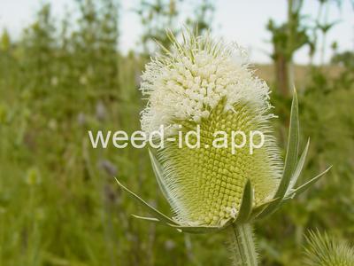 teasel, cutleaf