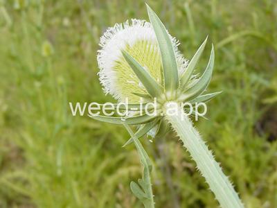 teasel, cutleaf