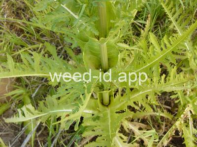 teasel, cutleaf