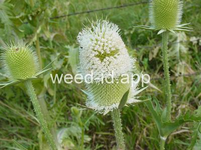 teasel, cutleaf