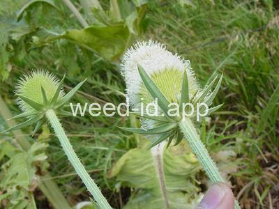 teasel, cutleaf