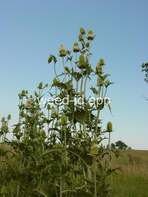 teasel, cutleaf