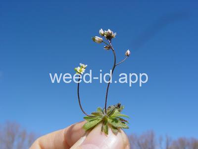 whitlowgrass, spring