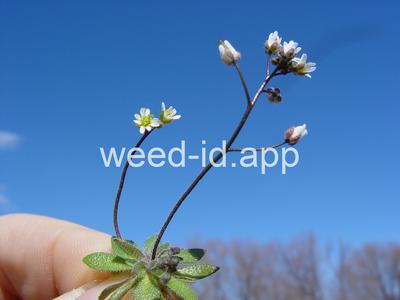 whitlowgrass, spring