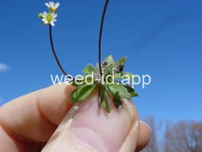 whitlowgrass, spring