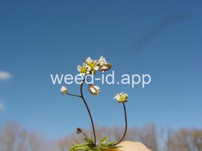 whitlowgrass, spring