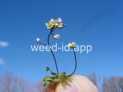 whitlowgrass, spring