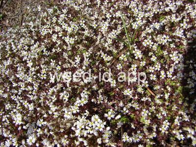 whitlowgrass, spring