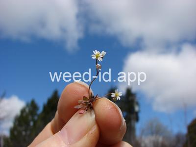 whitlowgrass, spring