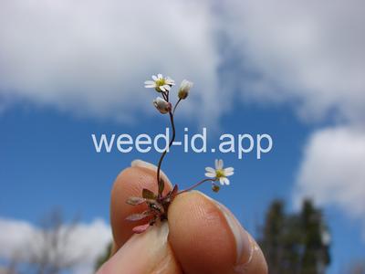 whitlowgrass, spring