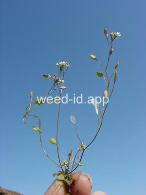 whitlowgrass, spring