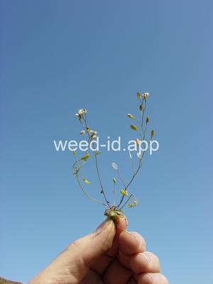 whitlowgrass, spring