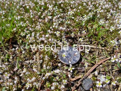 whitlowgrass, spring