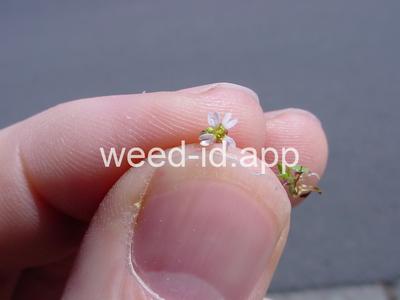 whitlowgrass, spring