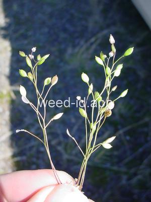 whitlowgrass, spring