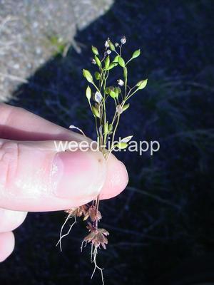 whitlowgrass, spring
