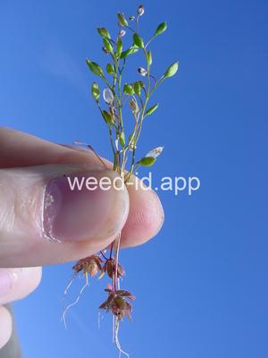 whitlowgrass, spring