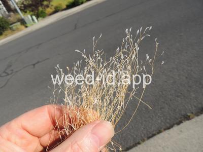 whitlowgrass, spring