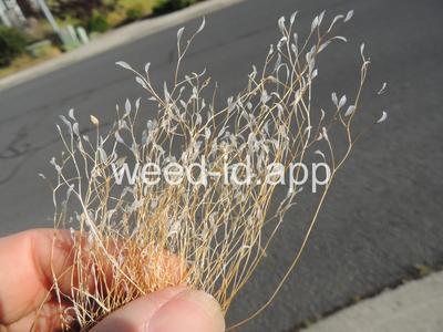 whitlowgrass, spring
