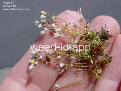 whitlowgrass, spring