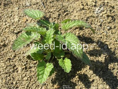 dragonhead, American