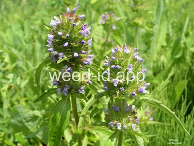 dragonhead, American