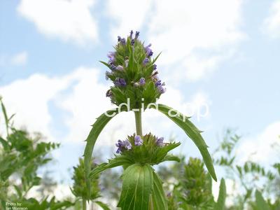 dragonhead, American