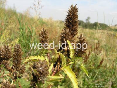 dragonhead, American