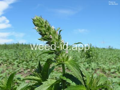 dragonhead, American