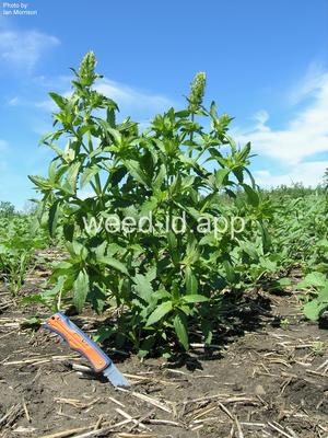 dragonhead, American