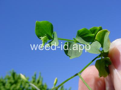 chickweed, Bermuda