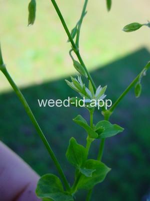chickweed, Bermuda