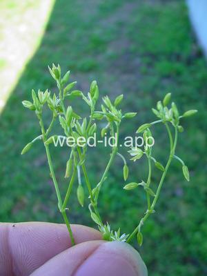 chickweed, Bermuda