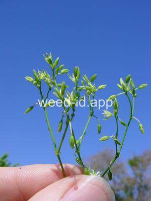 chickweed, Bermuda