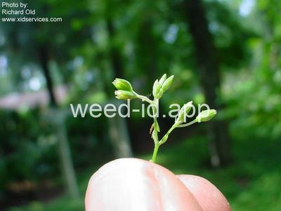 chickweed, Bermuda