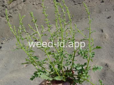 goosefoot, Jerusalem-oak