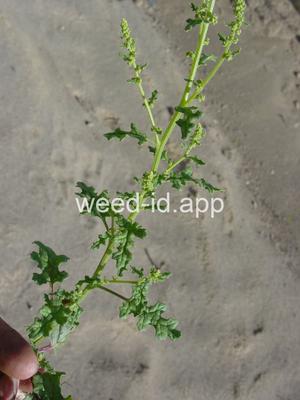 goosefoot, Jerusalem-oak