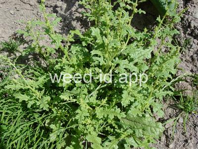 goosefoot, Jerusalem-oak