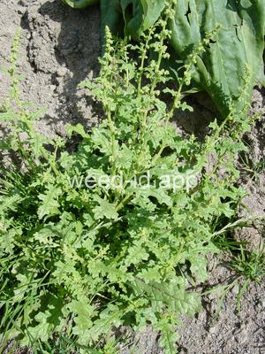 goosefoot, Jerusalem-oak