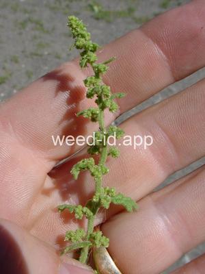 goosefoot, Jerusalem-oak