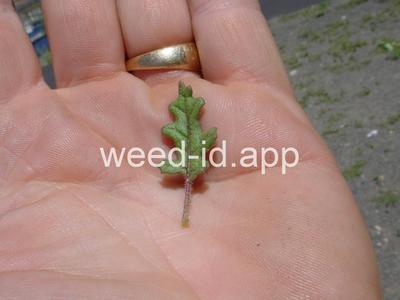 goosefoot, Jerusalem-oak