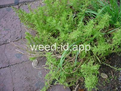 goosefoot, cutleaf